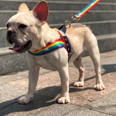 Molanizzi Rainbow leash