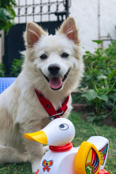Charming white dog enjoying playtime with a colorful toy in a lush garden.
