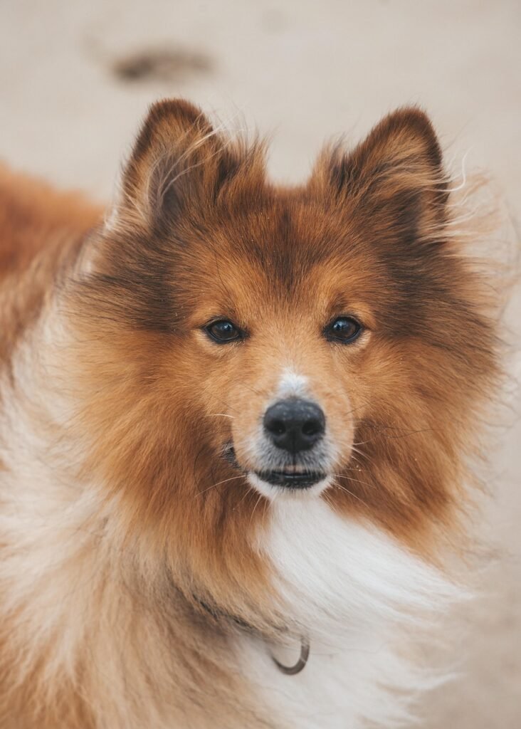 dog, puppy, canine, pet, animal, cute, face- Molanizzi